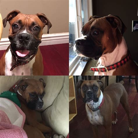 lost boxer grand junction co|Home Page .